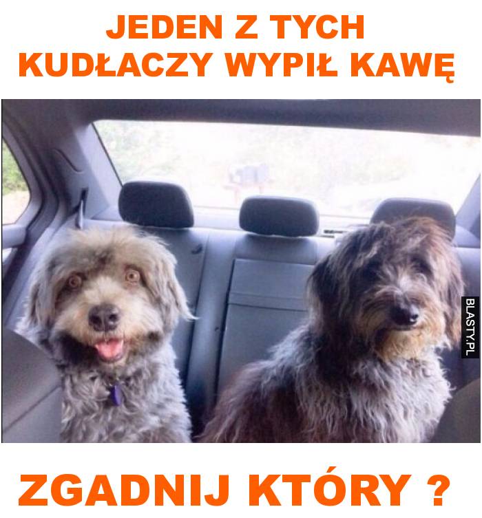 jeden z tych kudłaczy wypił kawę