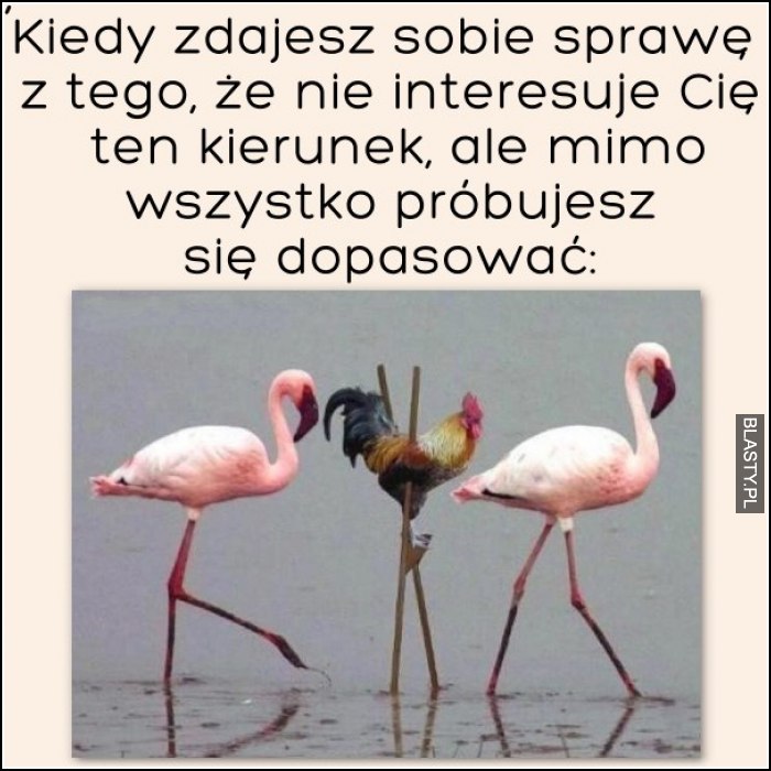 Kiedy zdajesz sobie sprawę, że nie interesuję Cię ten kierunek