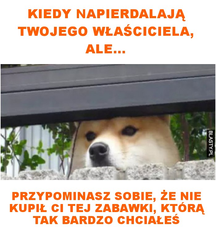 kiedy napierdalają twojego właściciela, ale...