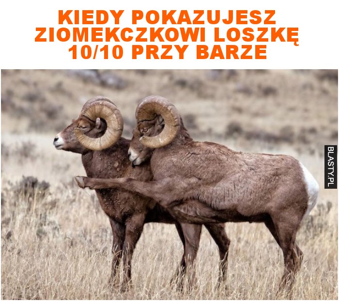 kiedy pokazujesz ziomekczkowi loszkę 10/10 przy barze