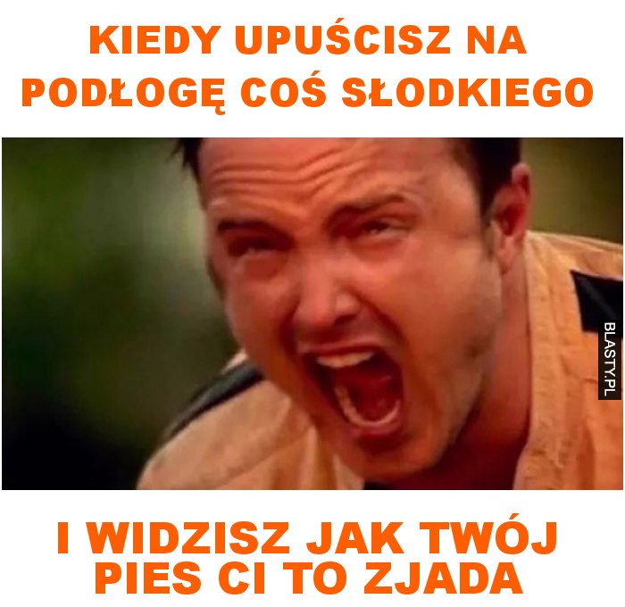 kiedy upuścisz na podłogę coś słodkiego i widzisz jak twój pies ci to zjada