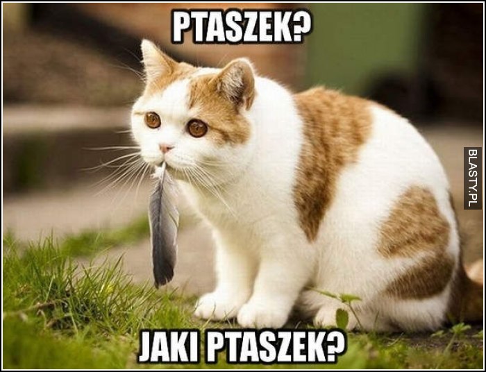 Ptaszek ? jaki ptaszek