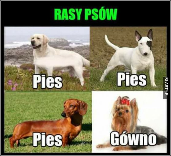 Rasy psów