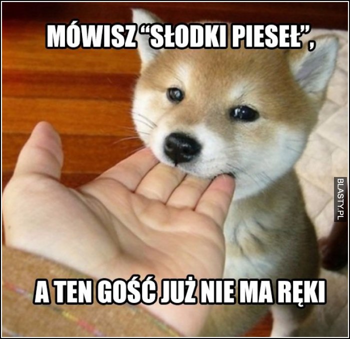 słodki pieseł