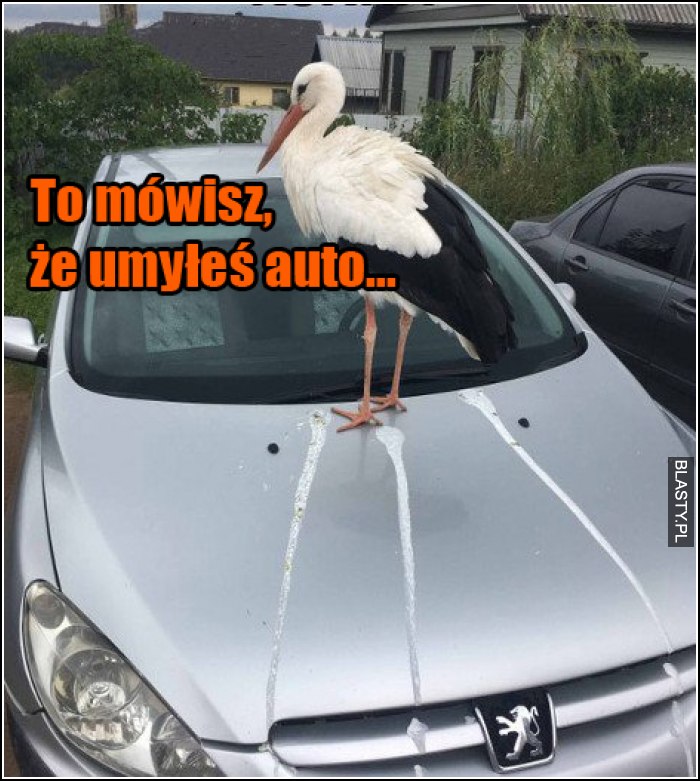 To mówisz, że umyłeś auto...?