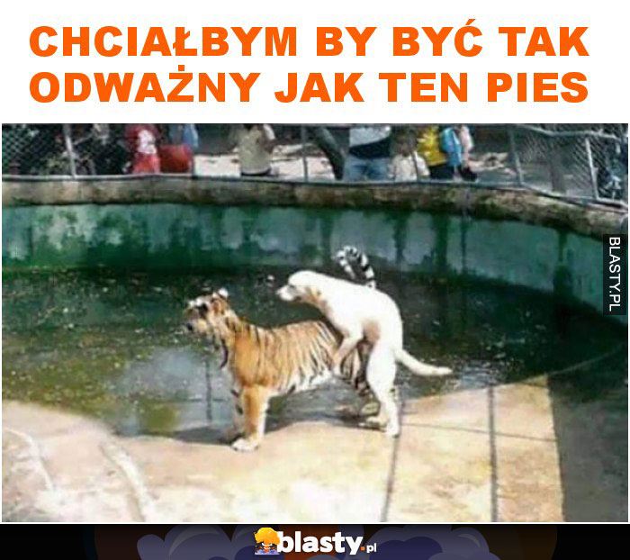 Chciałbym by być tak odważny jak ten pies