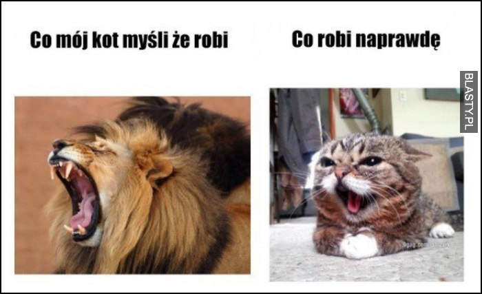 Co mój kot myśli, że robi