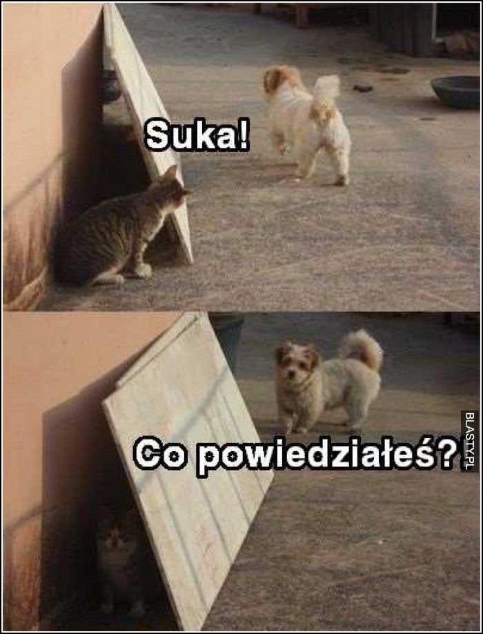 co powiedziałeś