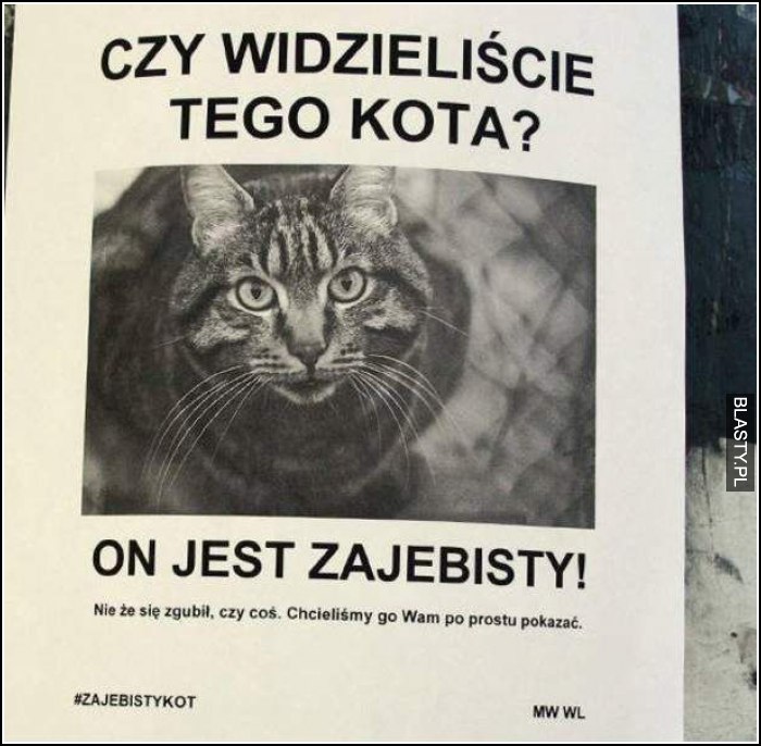 Czy widzieliście tego kota?