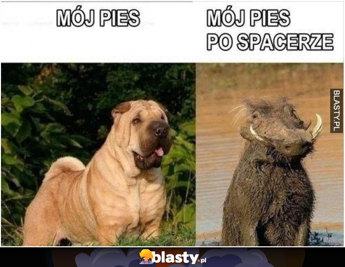 Jak normalnie wygląda mój pies vs mój pies na spacerze