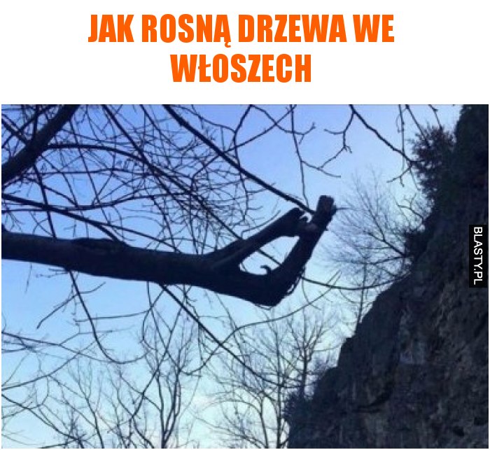 Jak rosną drzewa we włoszech