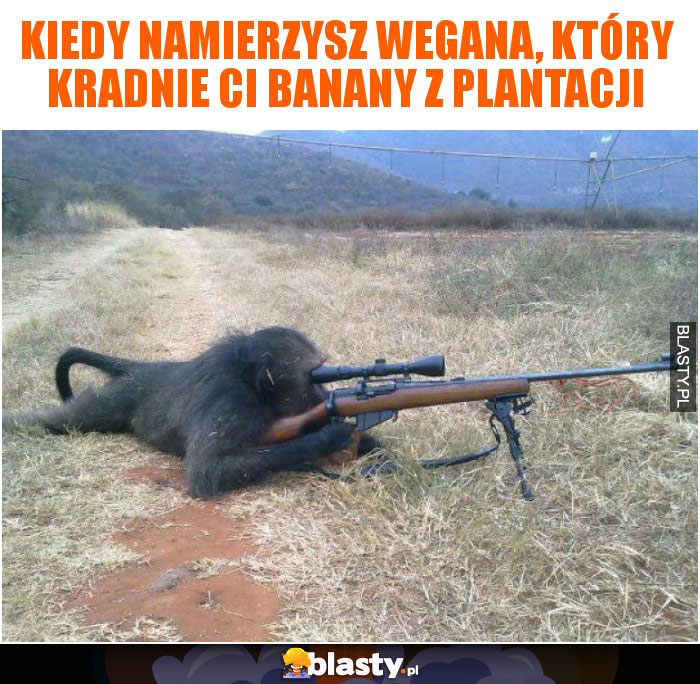 Kiedy namierzysz wegana, który kradnie Ci banany z plantacji