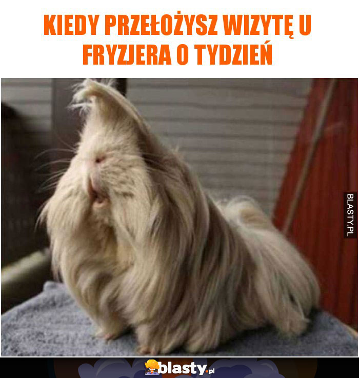 Kiedy przełożysz wizytę u fryzjera o tydzień