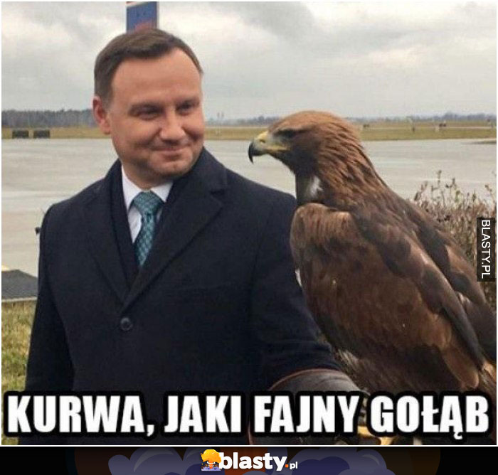 Kurwa jaki fajny gołąb