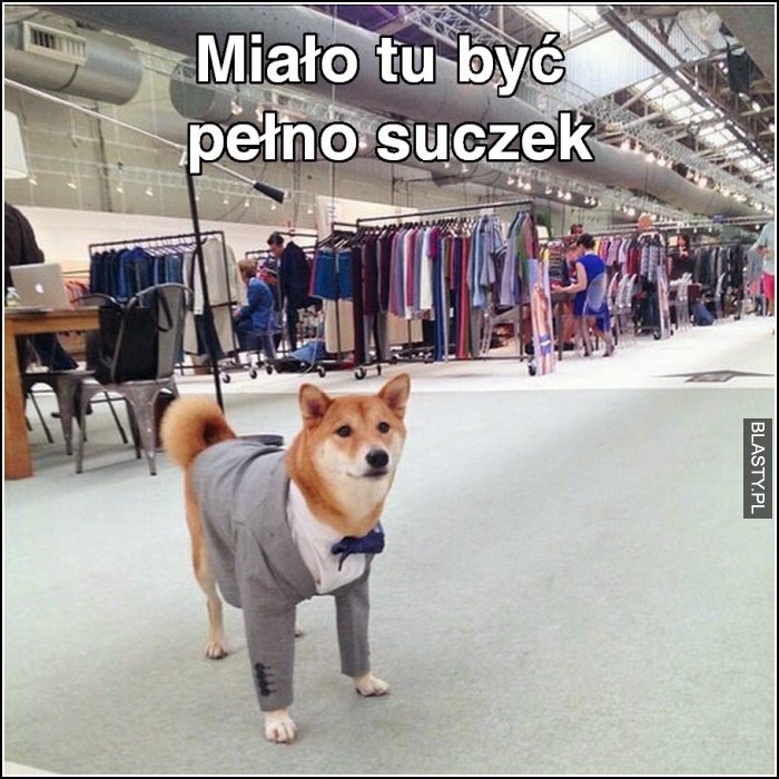 Miało tu być pełno suczek