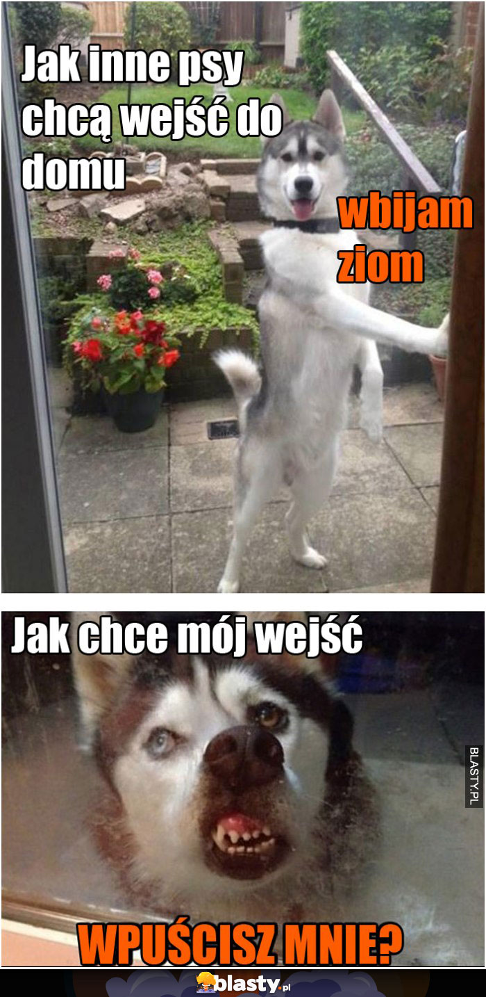 Mój pies jest taki mądry