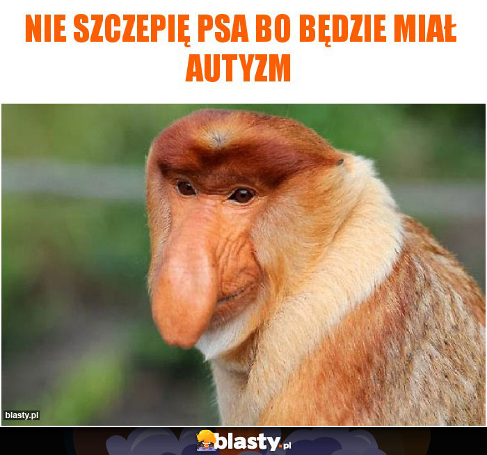 Nie szczepię psa bo będzie miał autyzm