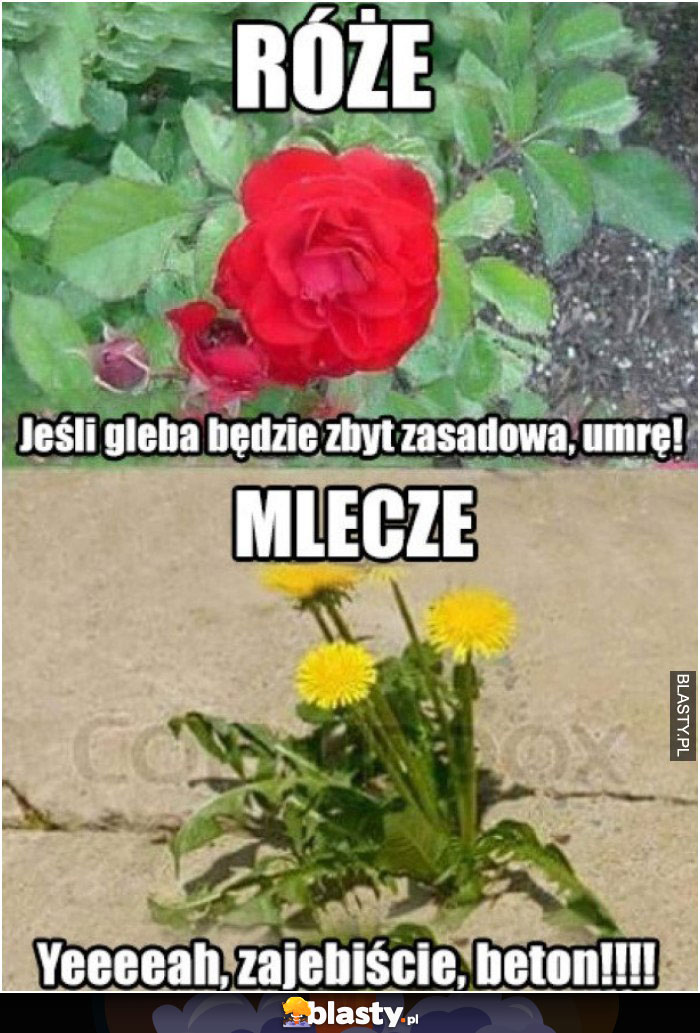 Róże vs mlecze