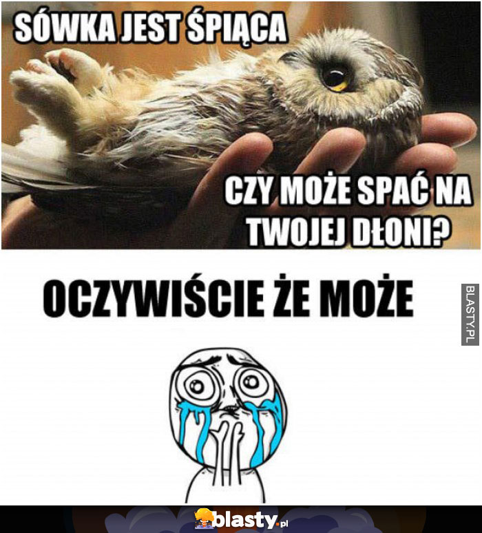 Sówka jest śpiąca