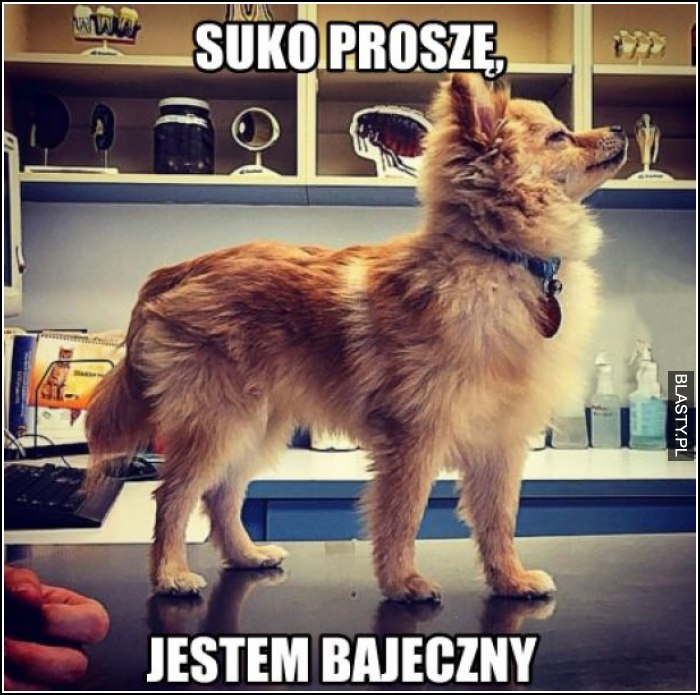 Suko proszę, jestem bajeczny