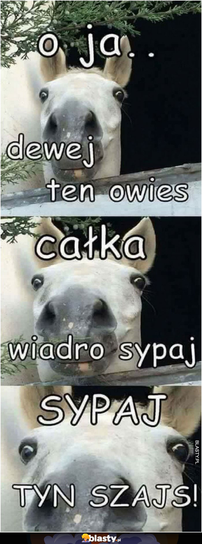 Sypaj ten szajs