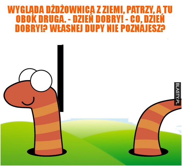 Wygląda dżdżownica z ziemi, patrzy, a tu obok druga.