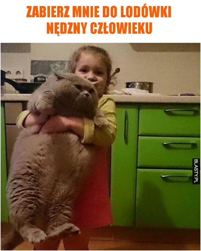 Zabierz mnie do lodówki nędzny człowieku