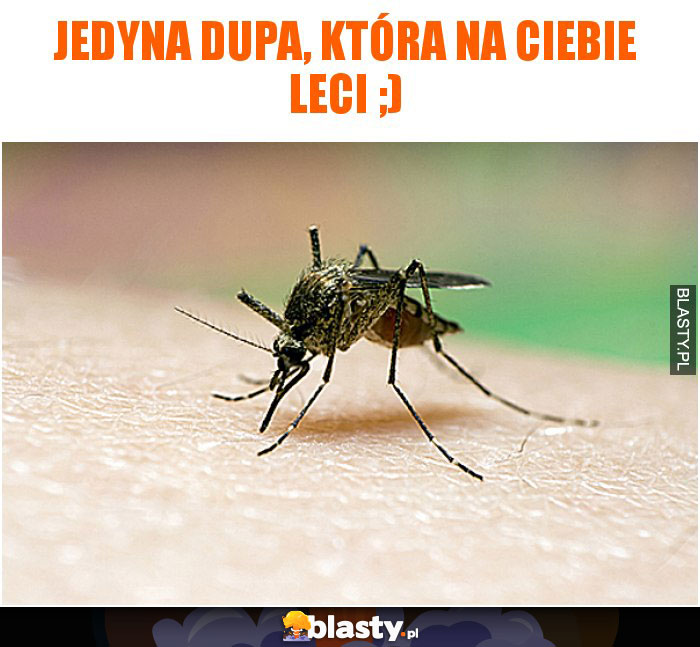 Jedyna dupa, która na ciebie leci