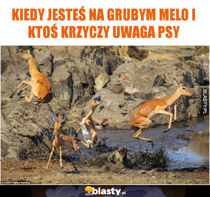 Kiedy jesteś na grubym melo i ktoś krzyczy uwaga psy