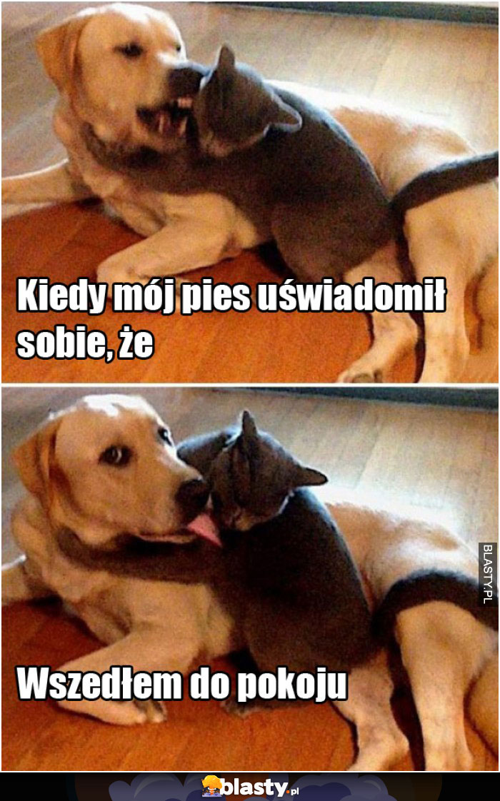 Kiedy mój pies uświadomił sobie, że wszedł do pokoju