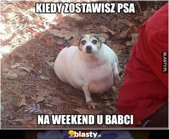 Kiedy zostawisz psa u babci