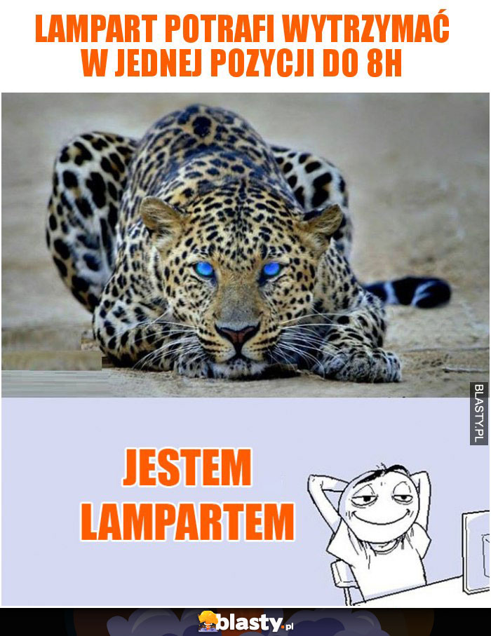 Lampart potrafi wytrzymać w jednej pozycji do 8h Lampart potrafi wytrzymać w jednej pozycji do 8h