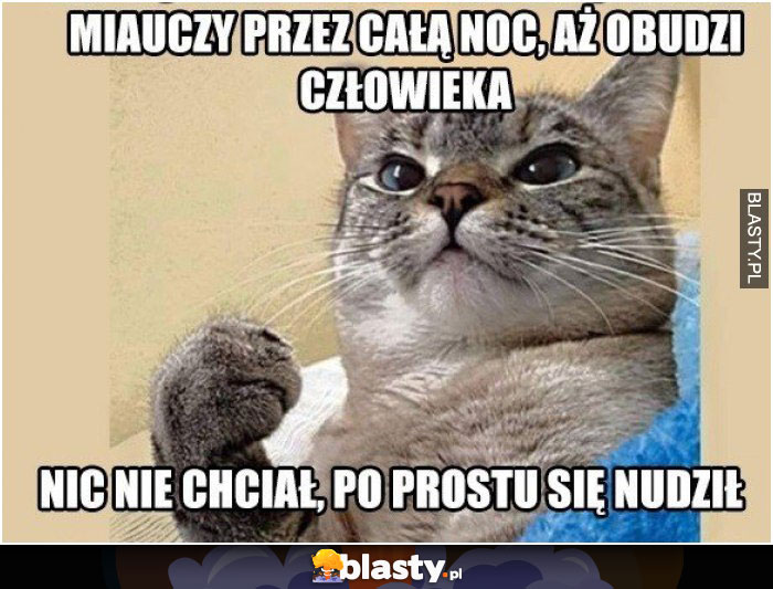 Miauczy przez całą noc, aż obudzi człowieka