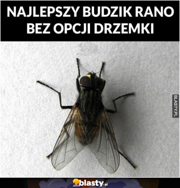 Najlepszy budzik rano bez opcji drzemki