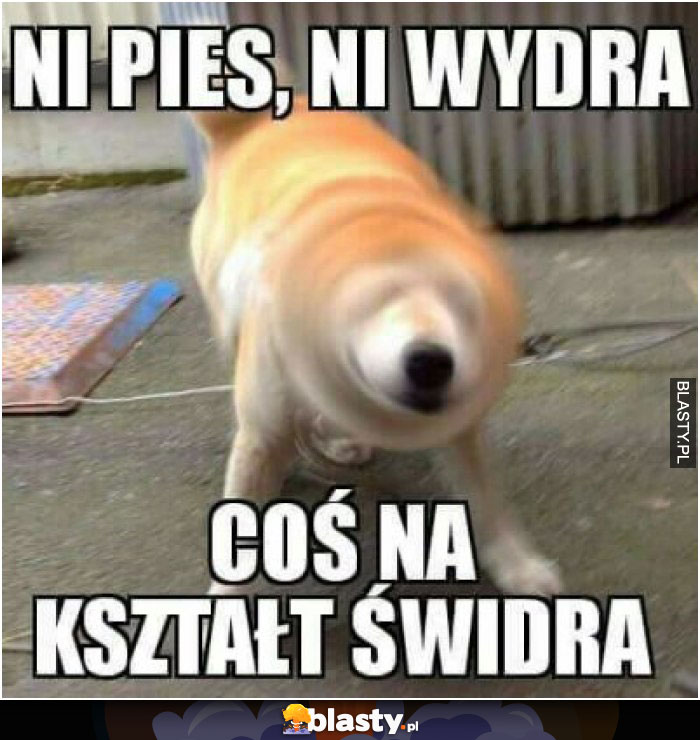 Ni pies, ni wydra coś na kształt świdra