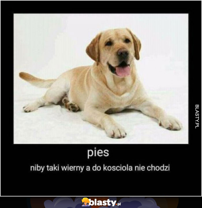 Pies - niby taki wierny a do kościoła nie chodzi