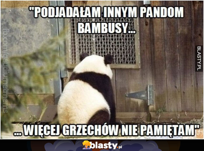 Podjadałem innym pandom bambusy więcej grzechów nie pamiętam