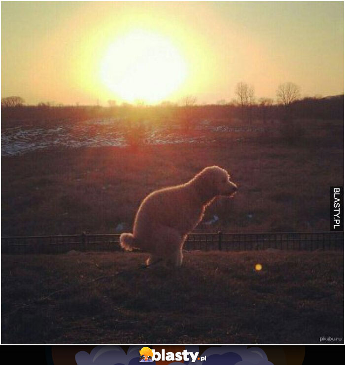 Srający pies o zachodzie słońca