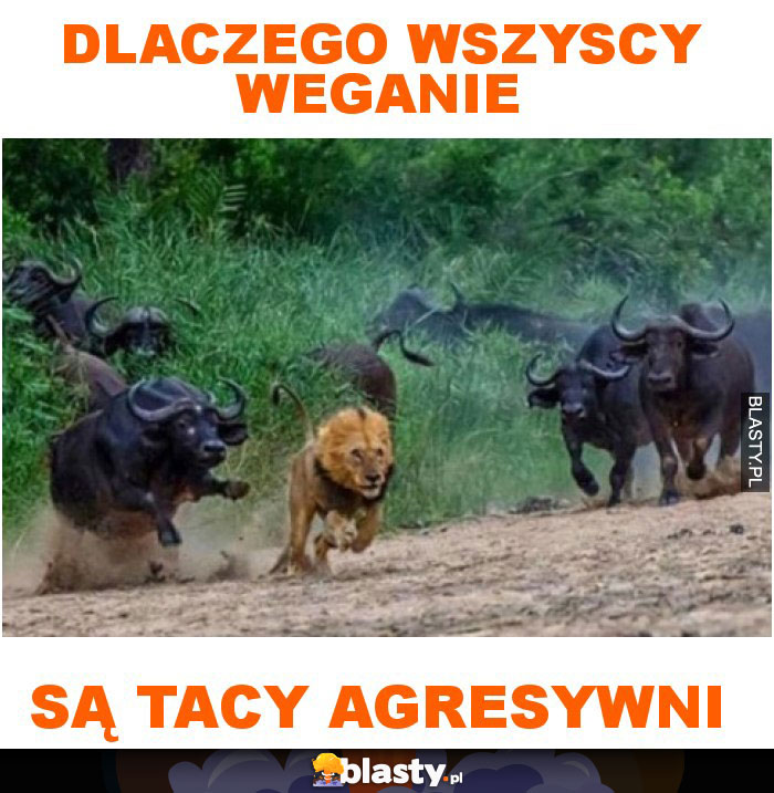 Dlaczego wszyscy weganie są tacy agresywni