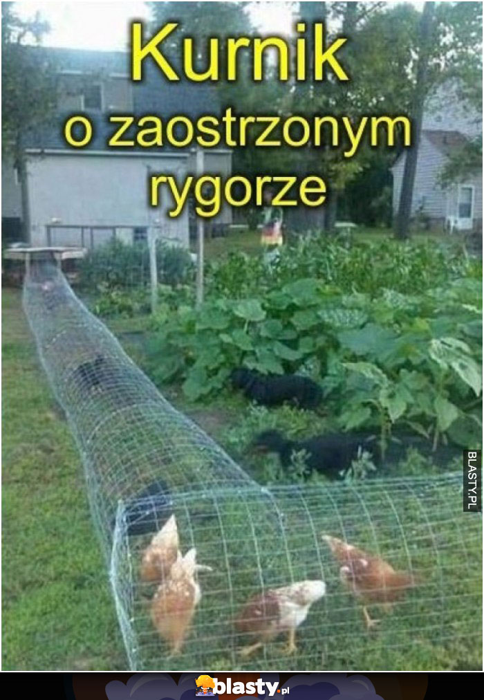 Kurnik o zaostrzonym rygorze