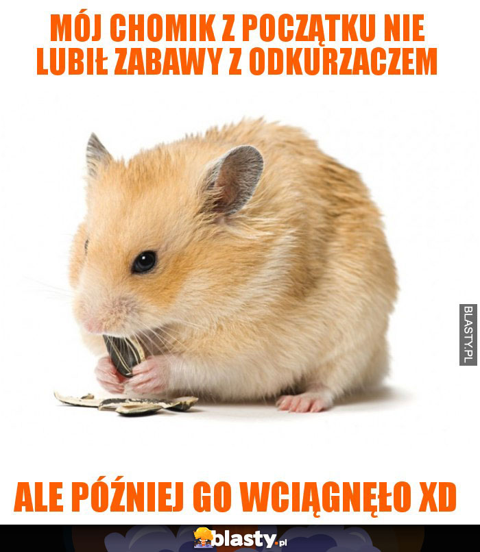 Mój chomik z początku nie lubił zabawy z odkurzaczem Mój chomik z początku nie lubił zabawy z odkurzaczem