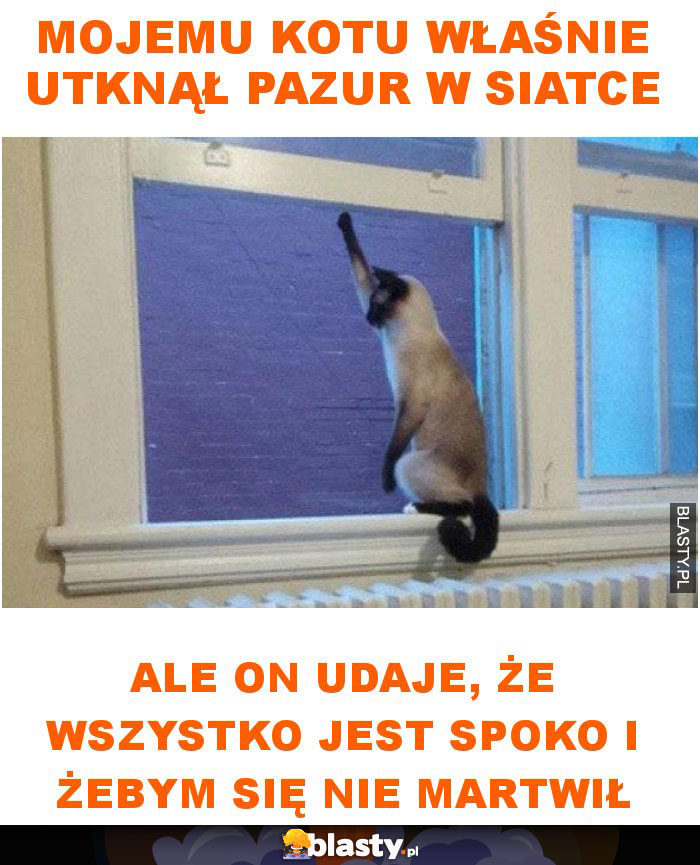 Mojemu kotu właśnie utknął pazur w siatce