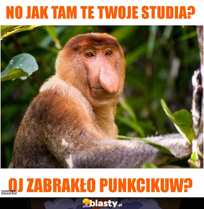No jak tam te twoje studia?