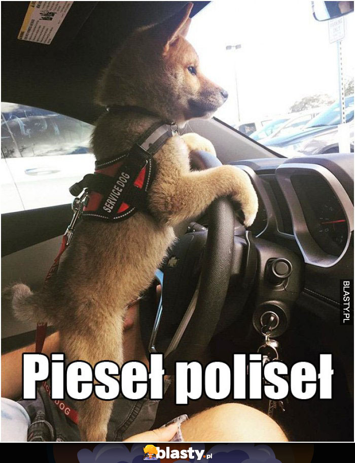 Pieseł poliseł