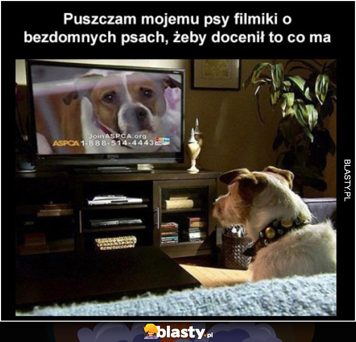 Pieseł przed telewizorem