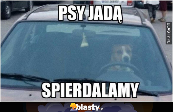 Psy jadą