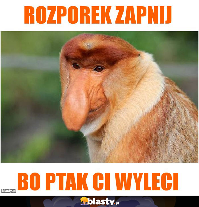 Rozporek zapnij