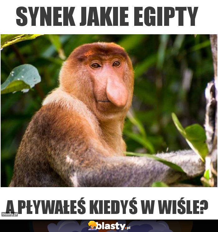 Synek jakie egipty