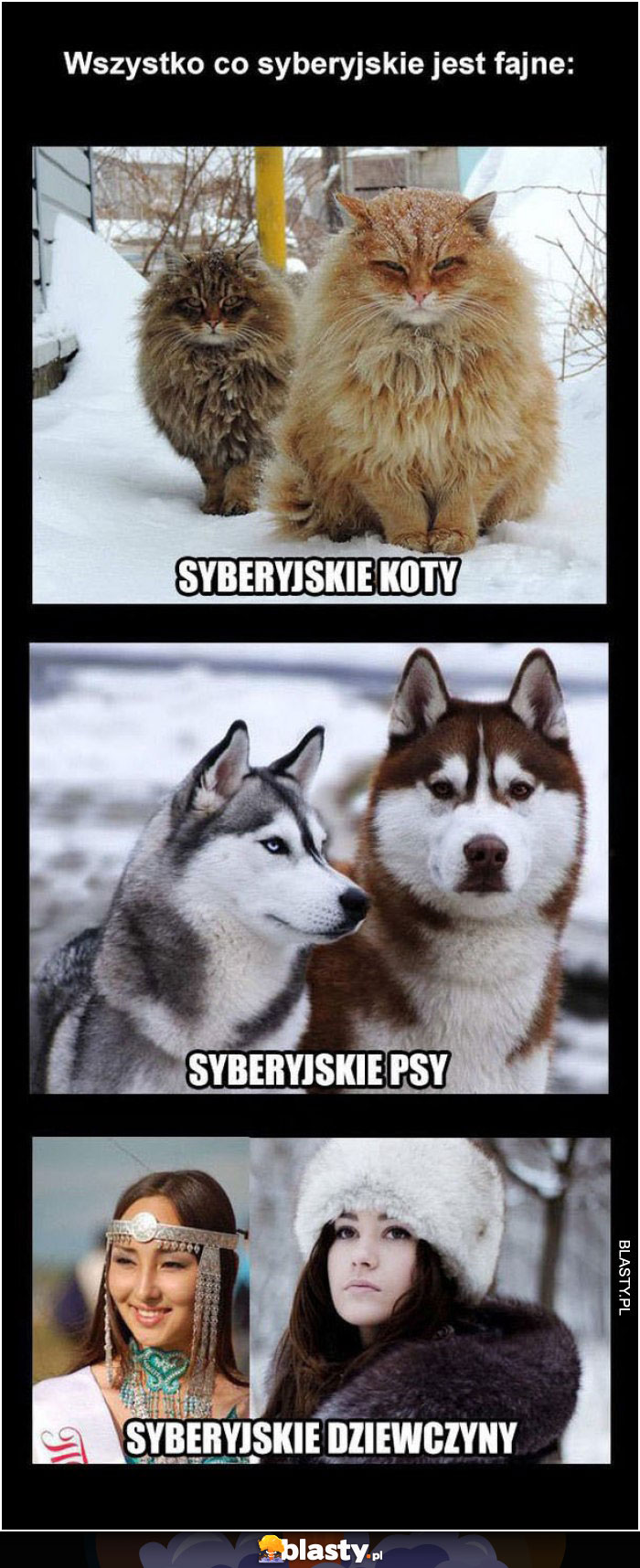 Wszystko co syberyjskie jest fajne