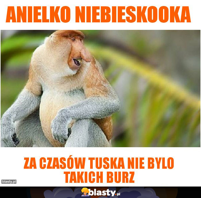 Anielko niebieskooka